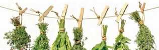 wirksame Kräuter gegen Prostatitis